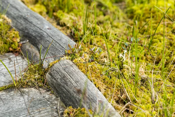 Çiçek açan sundew bitki Obary turba bataklığındaki — Stok fotoğraf