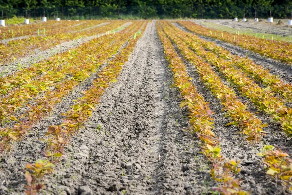 Germinación de roble en el campo — Foto de Stock