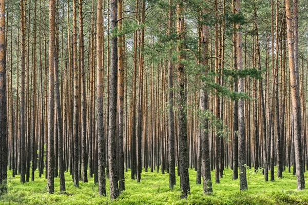 Kiefernwald in Polen — Stockfoto