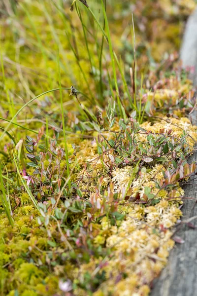 Blühende Sonnentau-Pflanze im Torfmoor — Stockfoto