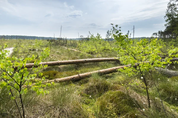 The Obary peat bog national reserve — Stock Photo, Image