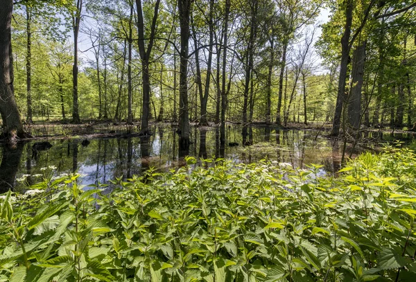 Pantanos en el bosque polaco —  Fotos de Stock