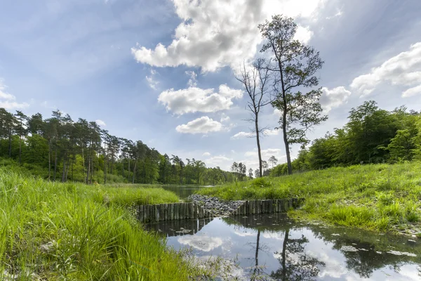 Zomerdag bij een bos lake — Stockfoto