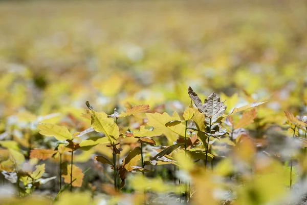 Young oak tree in a oak nursery — Stock Photo, Image