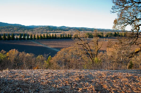 Vinha de Sonoma California — Fotografia de Stock