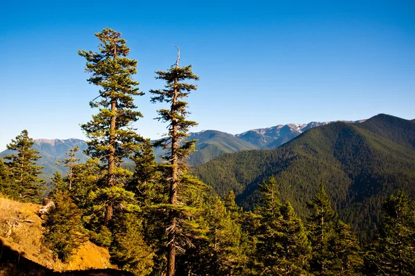 Hurricane Ridge — Stockfoto