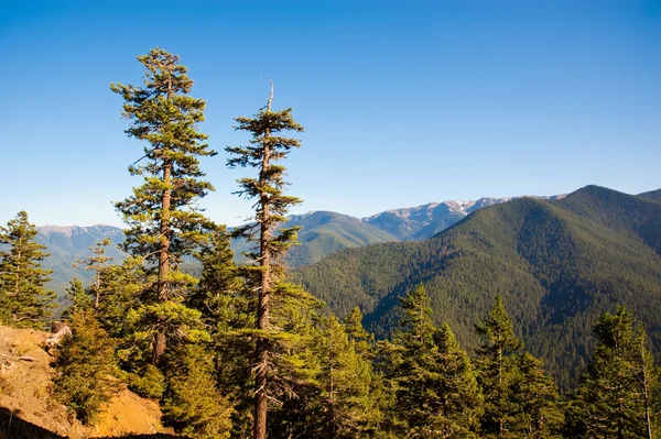 Hurricane Ridge — Stockfoto