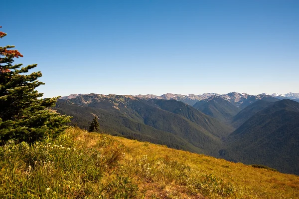 Hurricane Ridge — Stockfoto