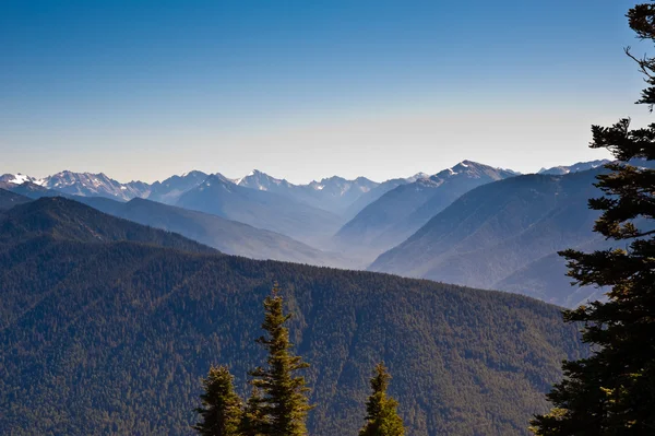 Hurricane Ridge — Stock Photo, Image