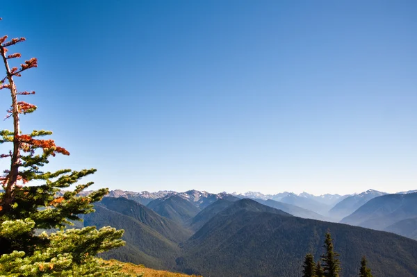 Hurricane Ridge — Stock Photo, Image