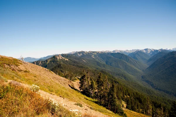 Hurricane Ridge — Stock Photo, Image