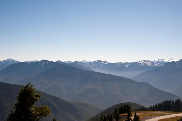 Hurricane Ridge — Stockfoto