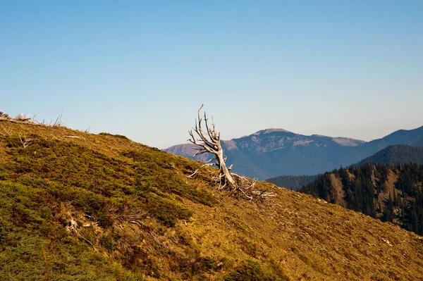 Cresta di uragano — Foto Stock