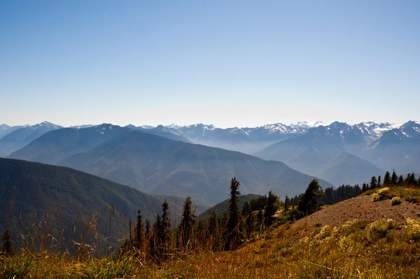 Hurricane Ridge — Stockfoto