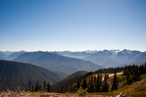 Hurricane Ridge — Stockfoto