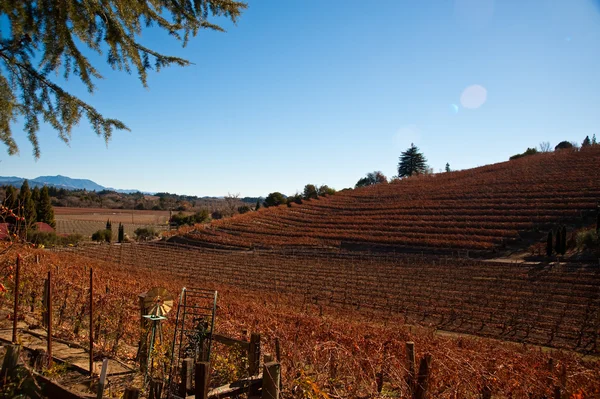 Vineyard — Stock Photo, Image