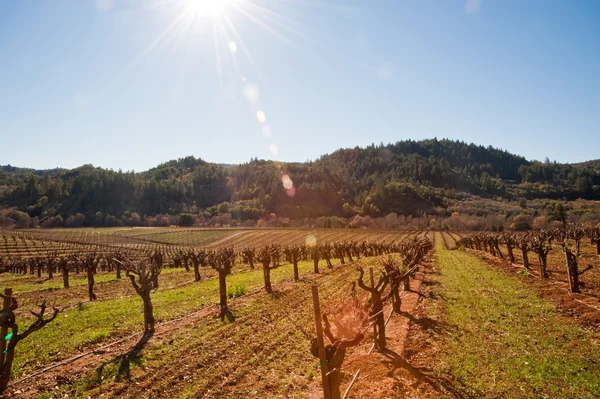 Vineyard — Stock Photo, Image