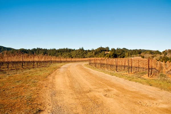 Vineyard — Stock Photo, Image