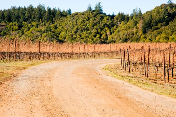 Vineyard — Stock Photo, Image