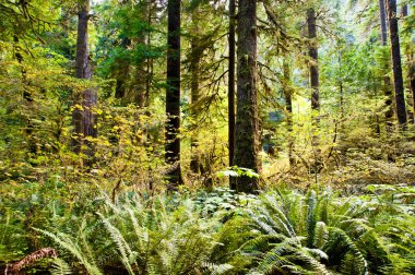 Olimpiyat yarımada, Wa devlet
