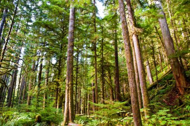 Olimpiyat yarımada, Wa devlet