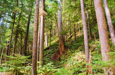 Olimpiyat yarımada, Wa devlet