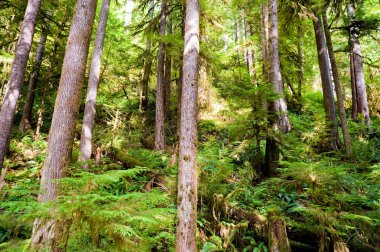 Olimpiyat yarımada, Wa devlet