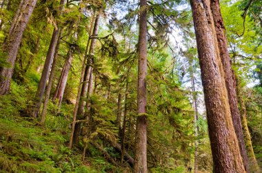 Olimpiyat yarımada, Wa devlet