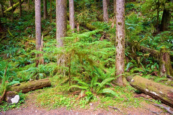 Olympic Peninsula, Wa staten — Stockfoto