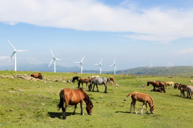 Rüzgar türbinleri üzerinde bir rüzgar çiftliği bulunan Galiçya, İspanya