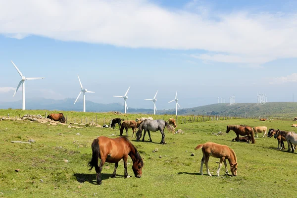 Vindkraftverk på en vindkraftspark i Galicien, Spanien — Stockfoto