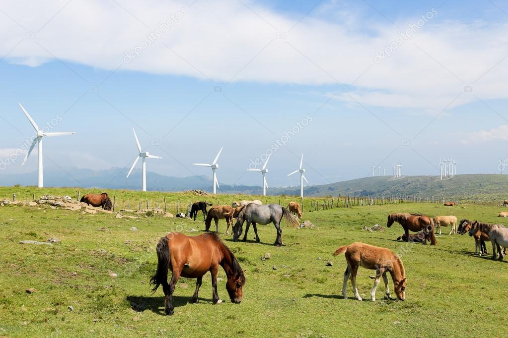 Wind turbines on a wind farm in Galicia, Spain