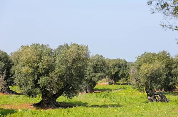 Jardín de olivos cerca de Ostuni, Puglia, sur de Italia — Foto de Stock