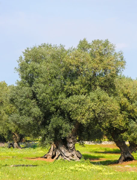 Olive garden w pobliżu Ostuni, Puglia, południe Włoch — Zdjęcie stockowe
