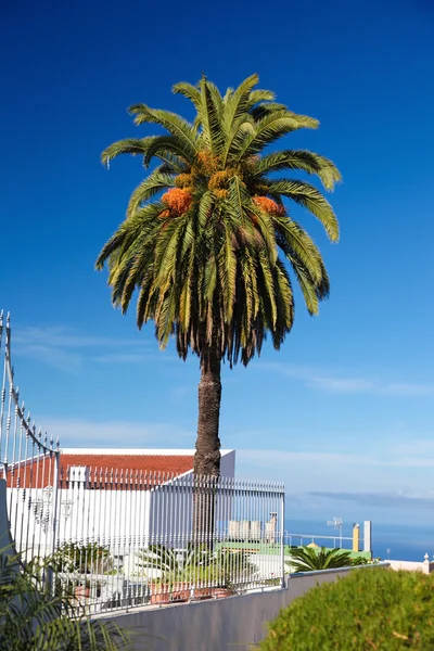 Palma v La Orotava, Tenerife, Španělsko — Stock fotografie