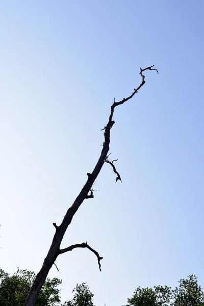 Rami d'albero dettagliati — Foto Stock