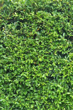 doğal yaprak yeşil duvar