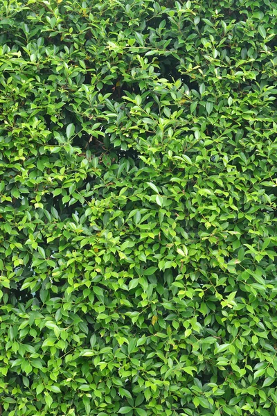 Natural green leaf wall — Stock Photo, Image