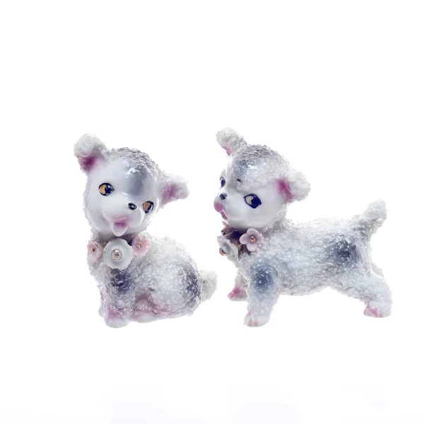 Dois pequeno cão boneca no fundo branco — Fotografia de Stock