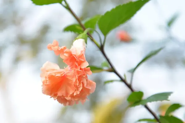 Hibiskusblüte — Stockfoto