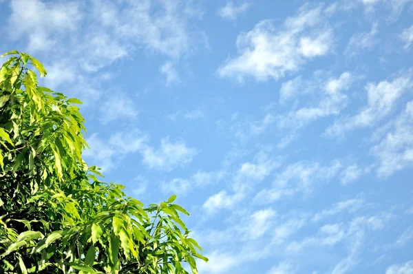 Hoja y cielo — Foto de Stock