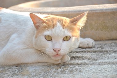 Kırmızı benekli beyaz kedi.