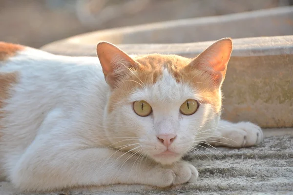 Белая кошка с красными пятнами — стоковое фото