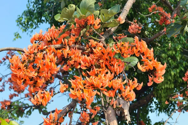 Hermosa llama de flores del bosque —  Fotos de Stock