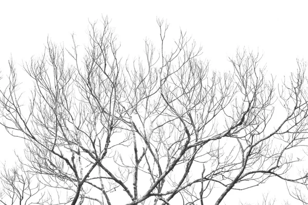 Detailed tree branches (black and white) — Stock Photo, Image