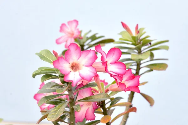 Desert rose — Stockfoto