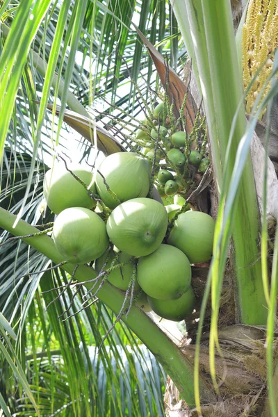 Green coconut at tree — Stock Photo, Image