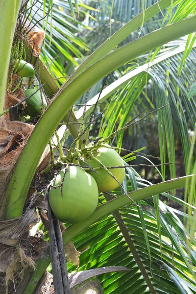 Green coconut at tree — Stock Photo, Image