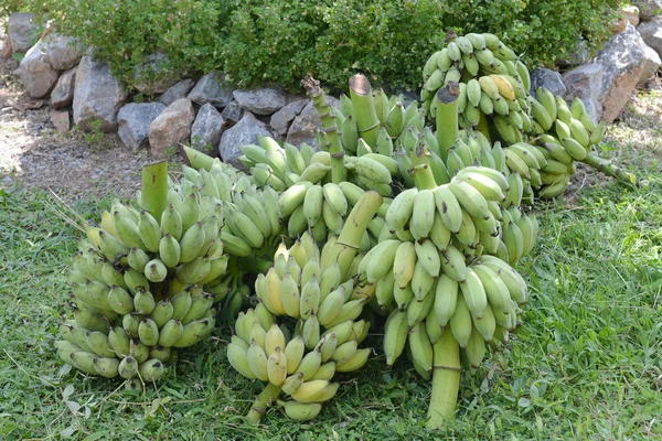 Green bananas — Stock Photo, Image