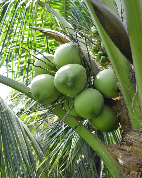 Green coconut at tree — Stock Photo, Image